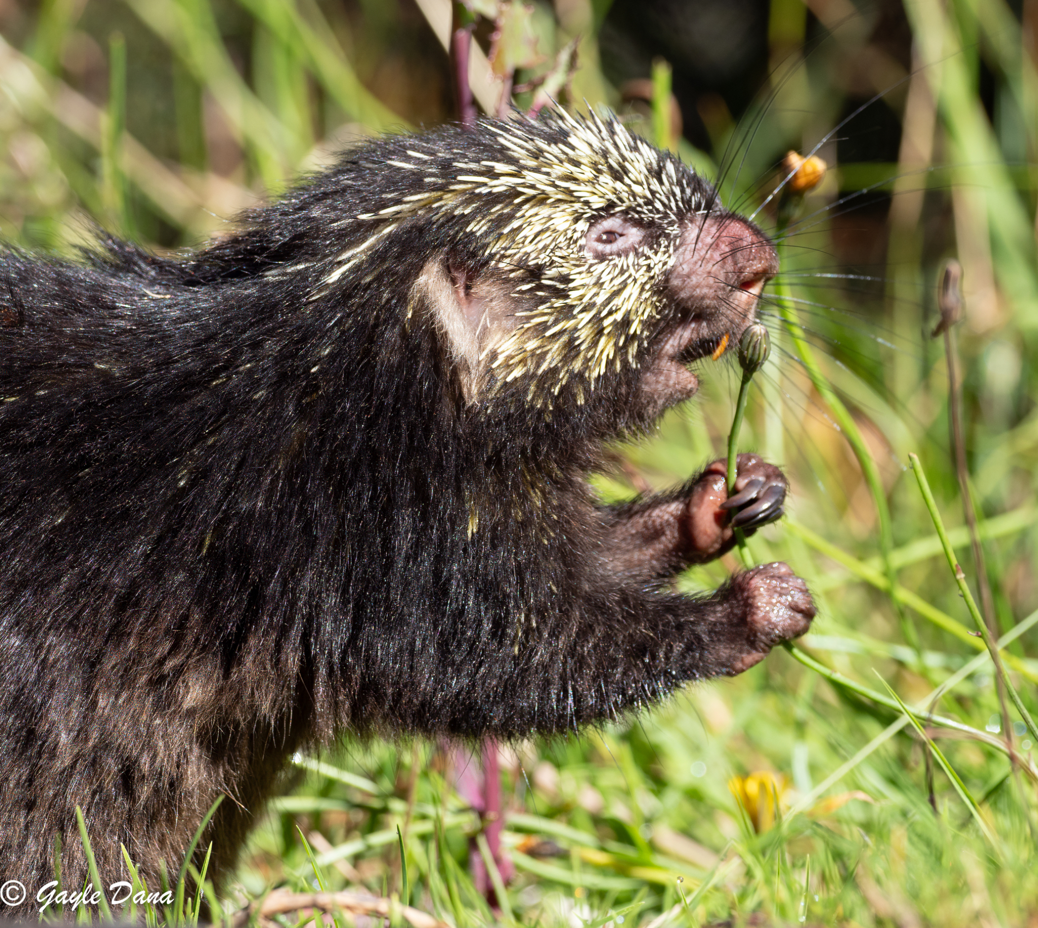 Mexican Hairy Dwarf Porcupine